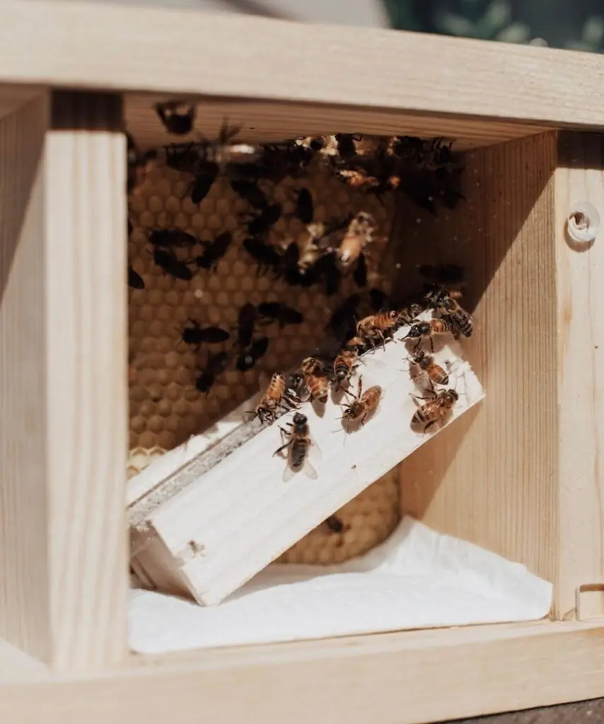 size-large wp-image-1263097794