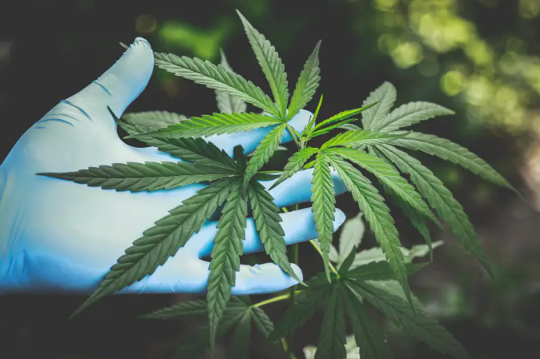 Mexico passes bill to legalize cannabis
