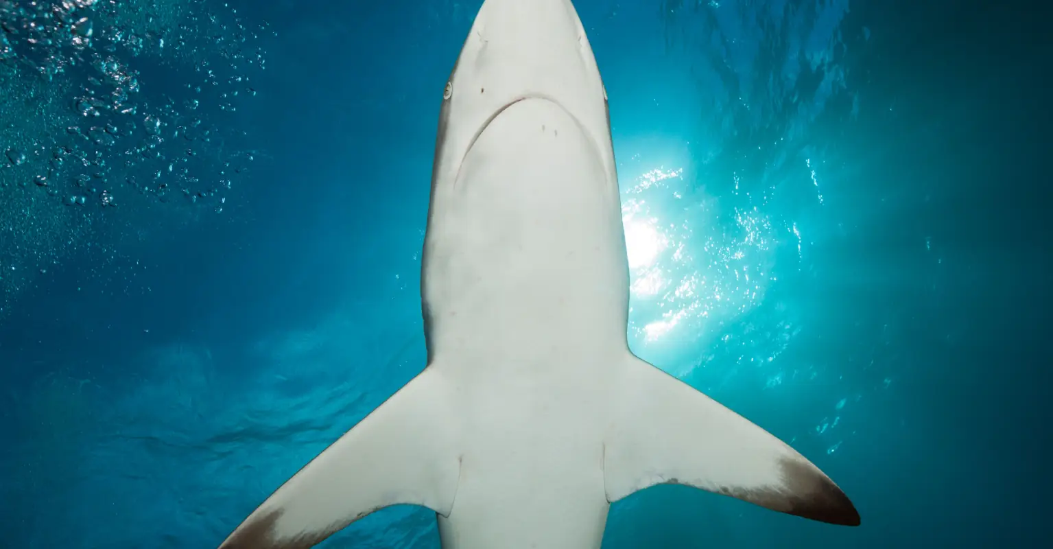 Mom says her ‘soul left her body’ after spotting shark circling her daughter in the sea