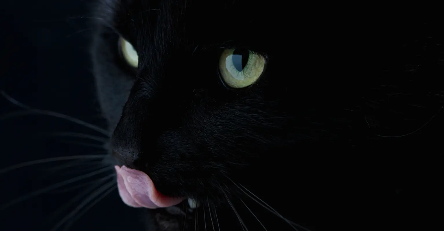Cat leaps from fifth floor of burning building, lands, then runs away like nothing happened