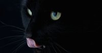 Cat leaps from fifth floor of burning building, lands, then runs away like nothing happened
