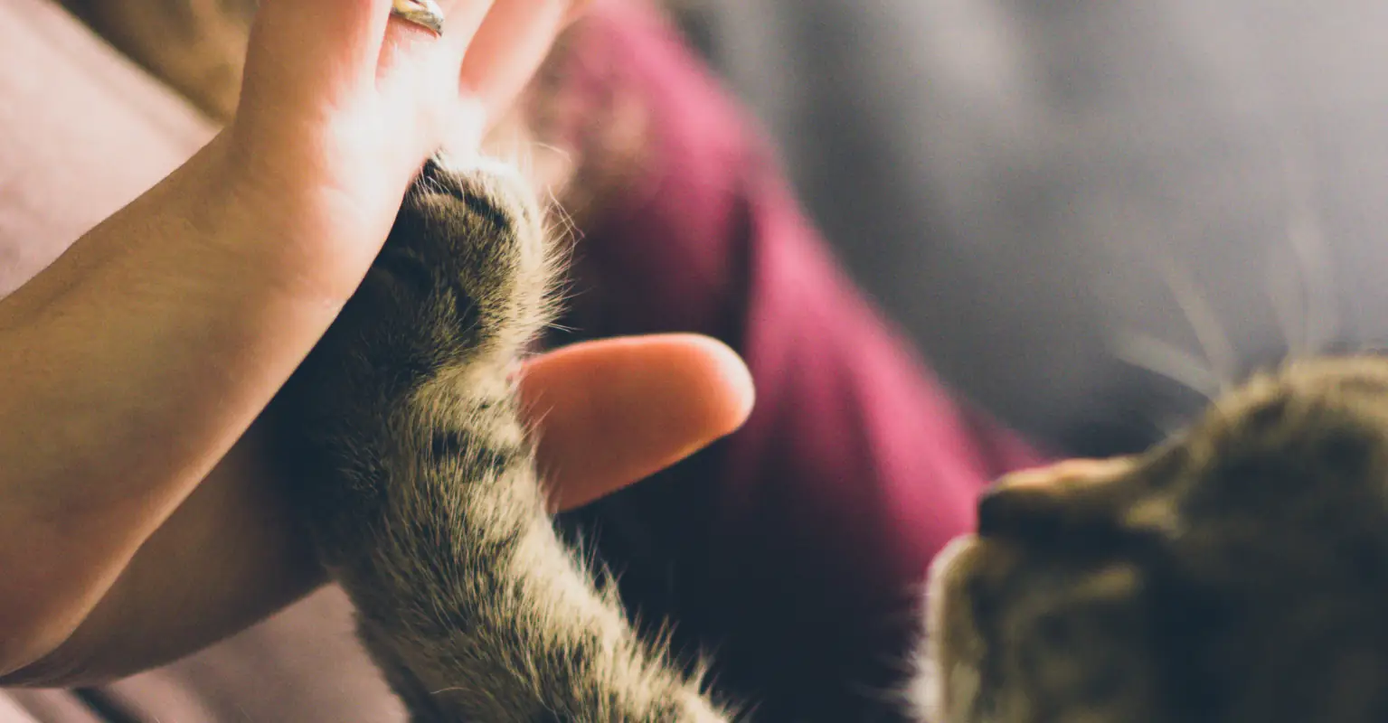 Woman sparks debate after throwing water on neighbor's son after he did the same to her cat