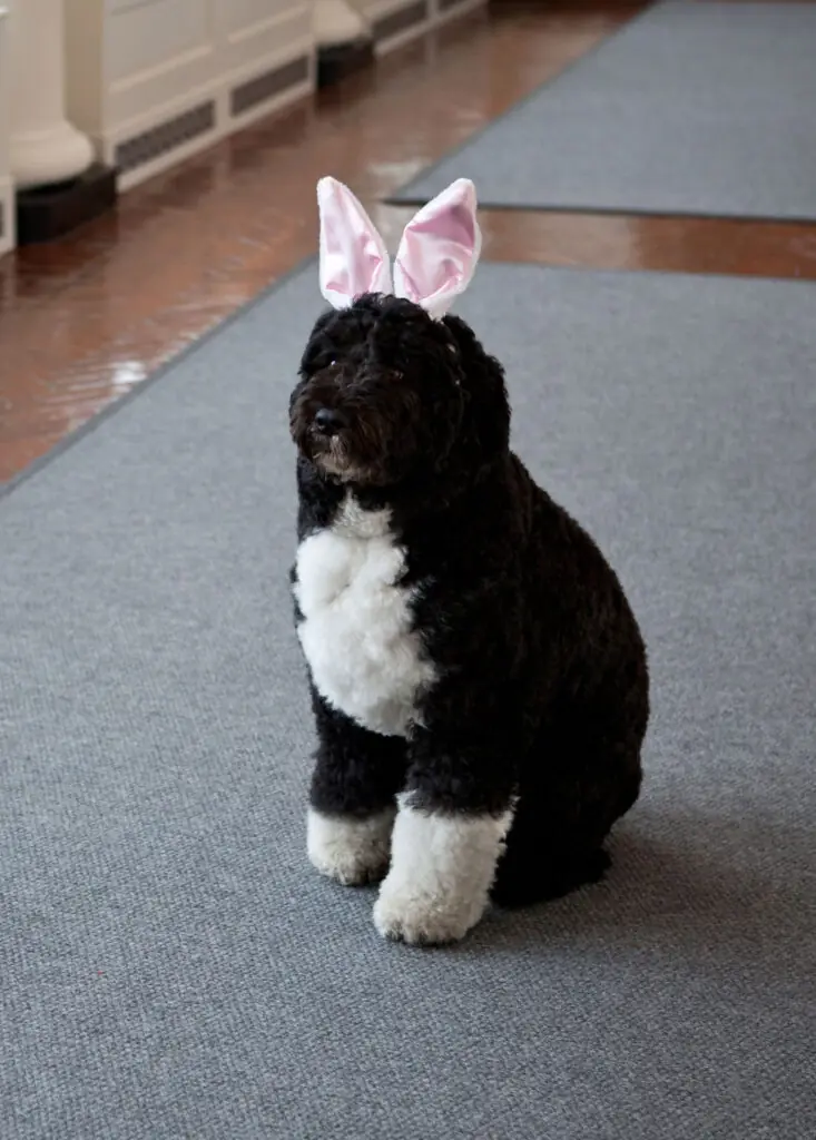 size-large wp-image-1263106839