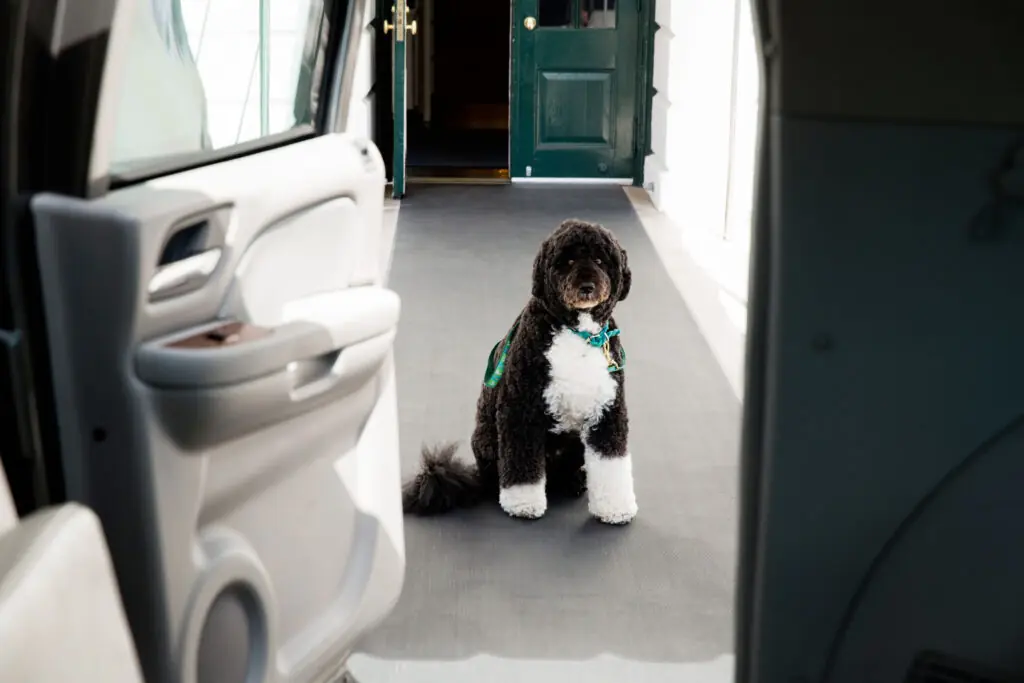 size-large wp-image-1263106850