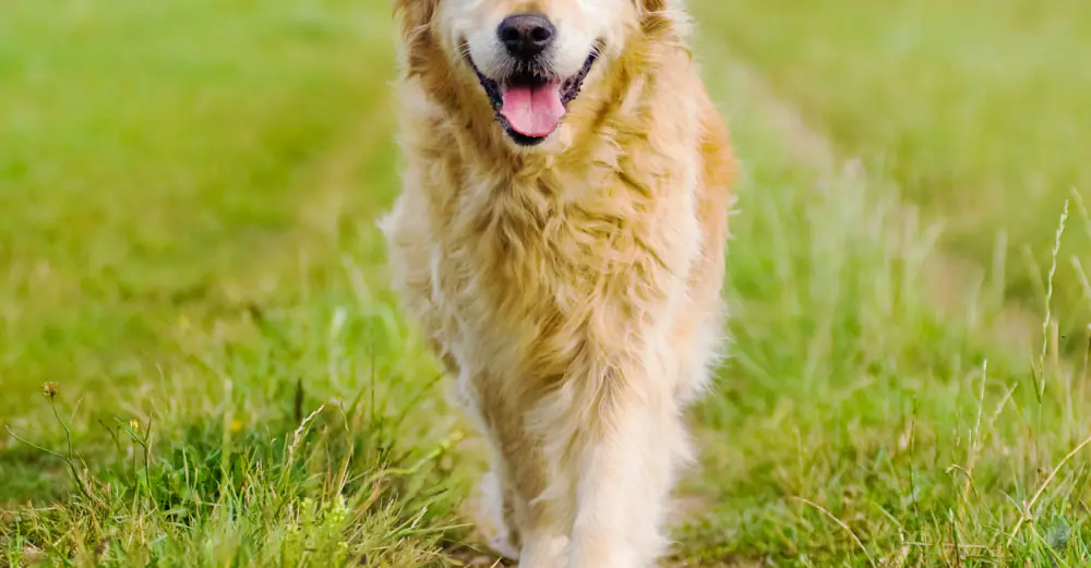 You can now visit the Golden Retriever Experience and play with dogs all day