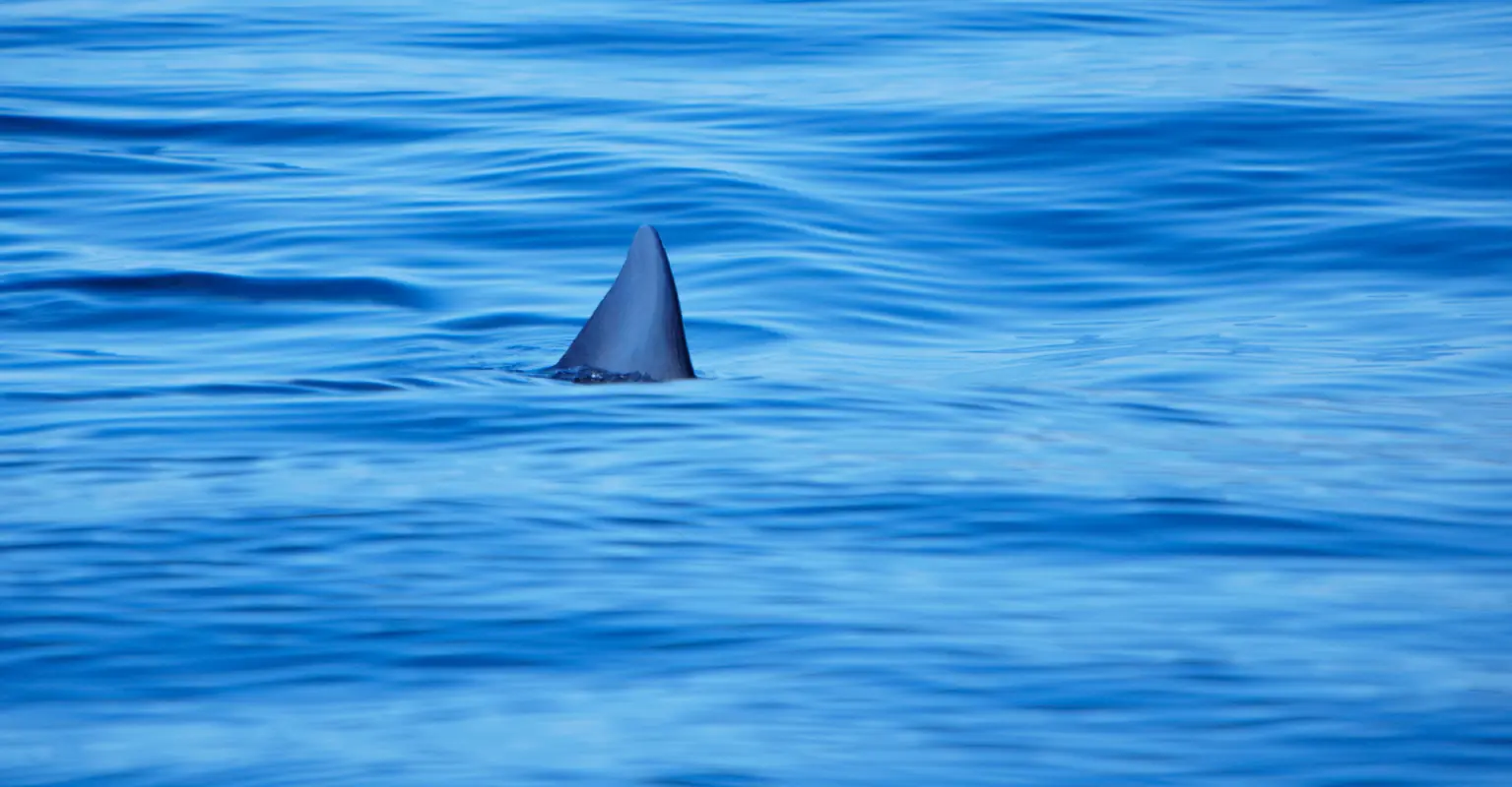Man sailing the Atlantic comes across giant shark - sparks 'megalodon' fears