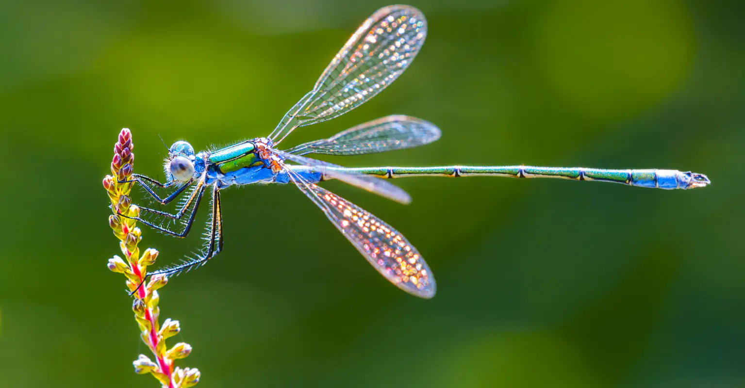 Female dragonflies will literally fake sudden death in order to avoid interacting with males