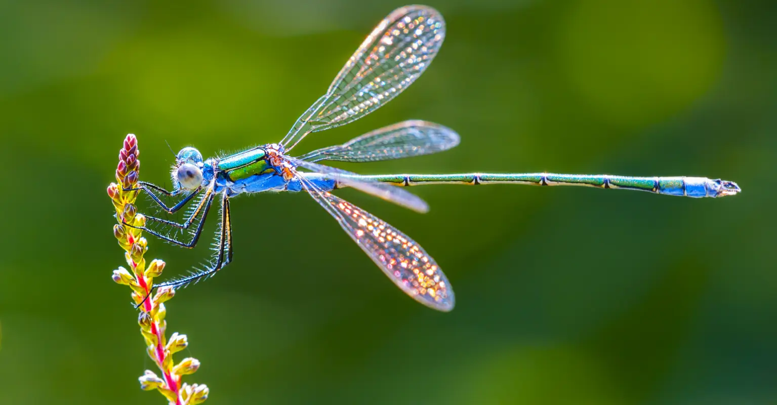 Female dragonflies will literally fake sudden death in order to avoid interacting with males