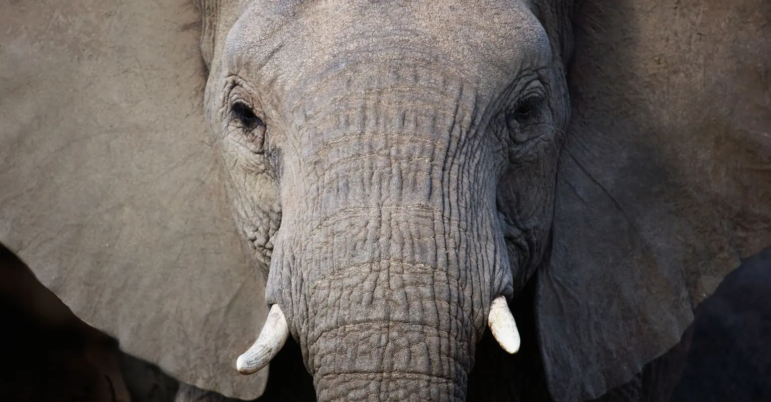 Woman is dubbed 'Jungle Doctor' as she's praised for fitting prosthetic legs on injured elephants