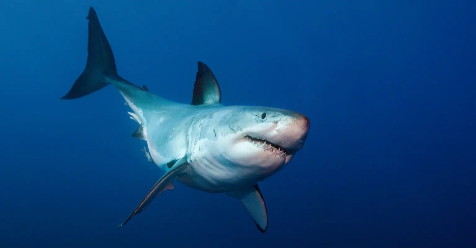 Man tried to warn friends of danger in final act before fatal shark attack