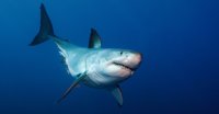 Man tried to warn friends of danger in final act before fatal shark attack
