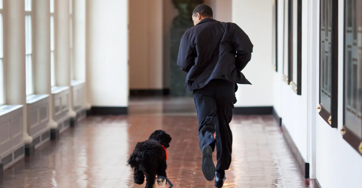 16 pictures celebrating the life of former 'first dog' Bo, who has died aged 12
