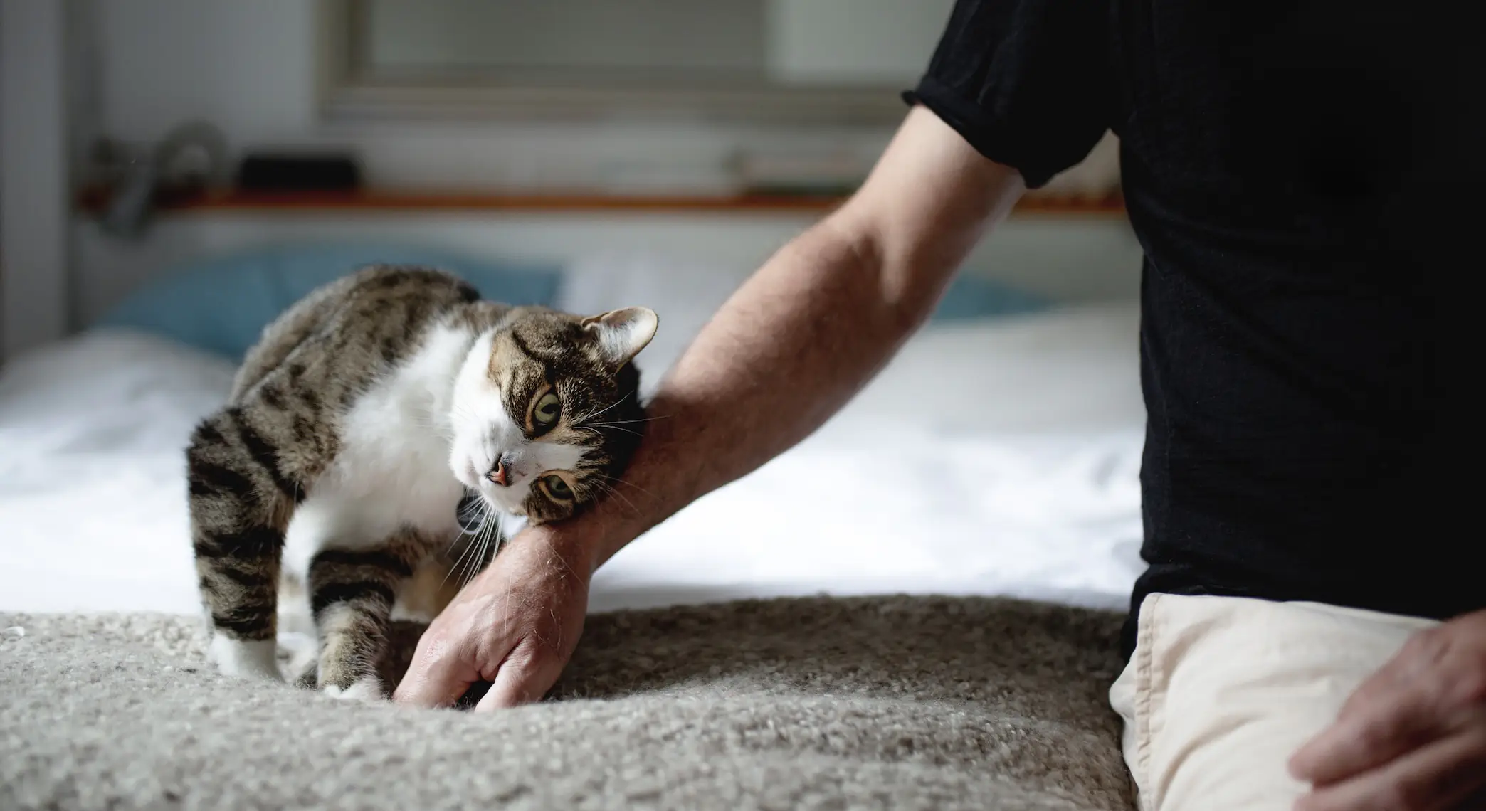 Man seeks advice after vegan girlfriend tells him to get rid of his pet cat