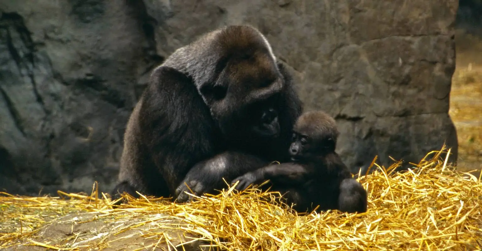 Gorilla introduces her baby to mom and her newborn at Boston Zoo in heartwarming video