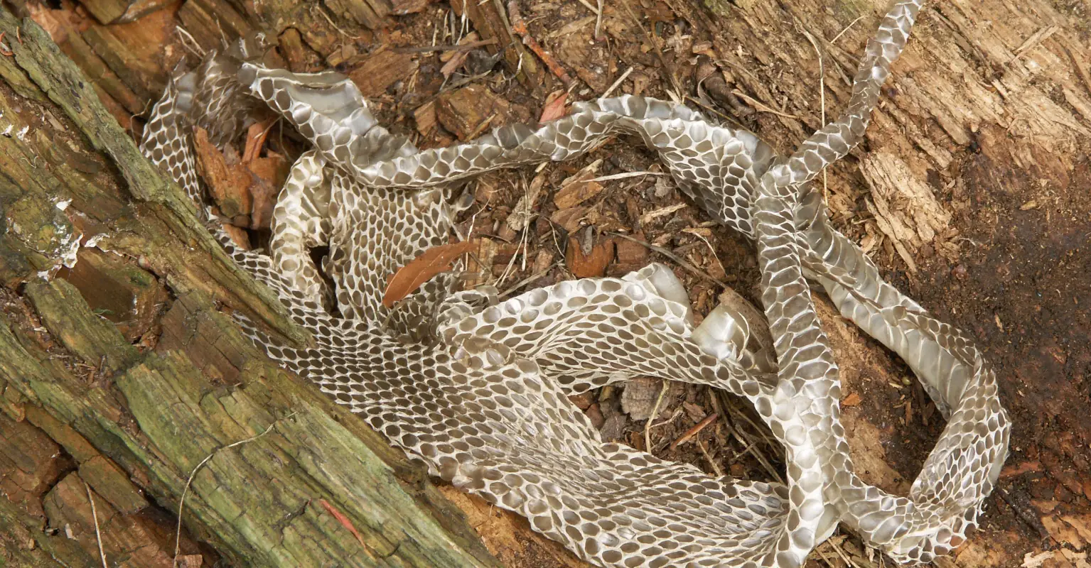Professional snake hunter makes 'nightmare' discovery in family's roof