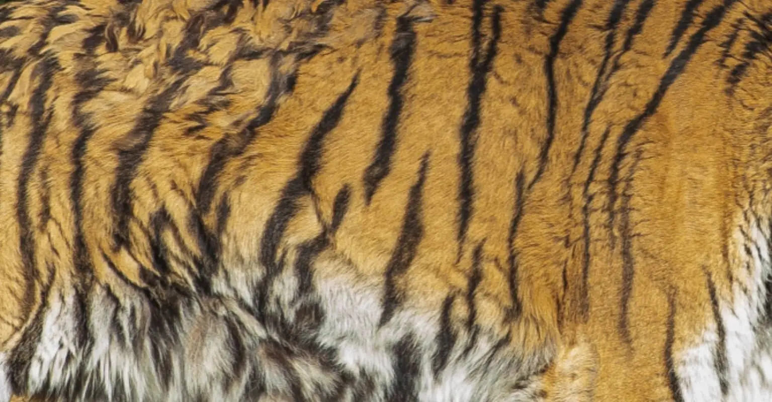 Wild tiger seen roaming through Texas neighborhood is finally found after intense six-day search