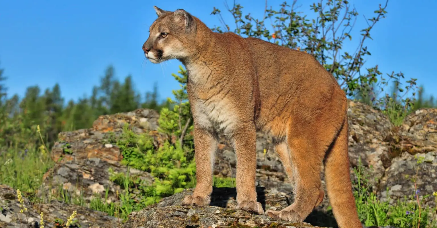 Man feared he'd never see his family again after nail-biting five-minute encounter with cougar