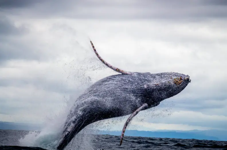 Fishermen in disbelief as they find life-changing fortune in the stomach of whale carcass