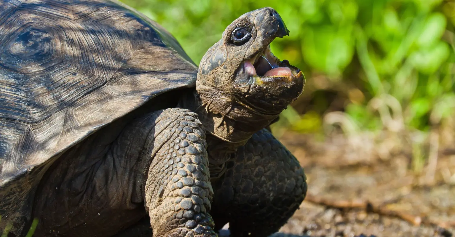 Large 70-pound disabled tortoise able to move again thanks to large custom wheelchair
