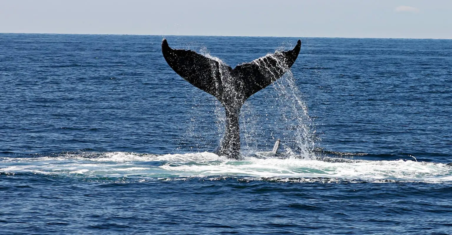 Lobster diver swallowed and spat out by humpback whale