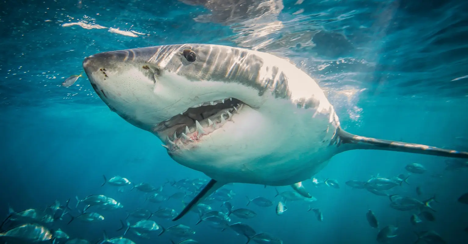 'Jackass' star shares new footage from shark attack that left him hospitalized