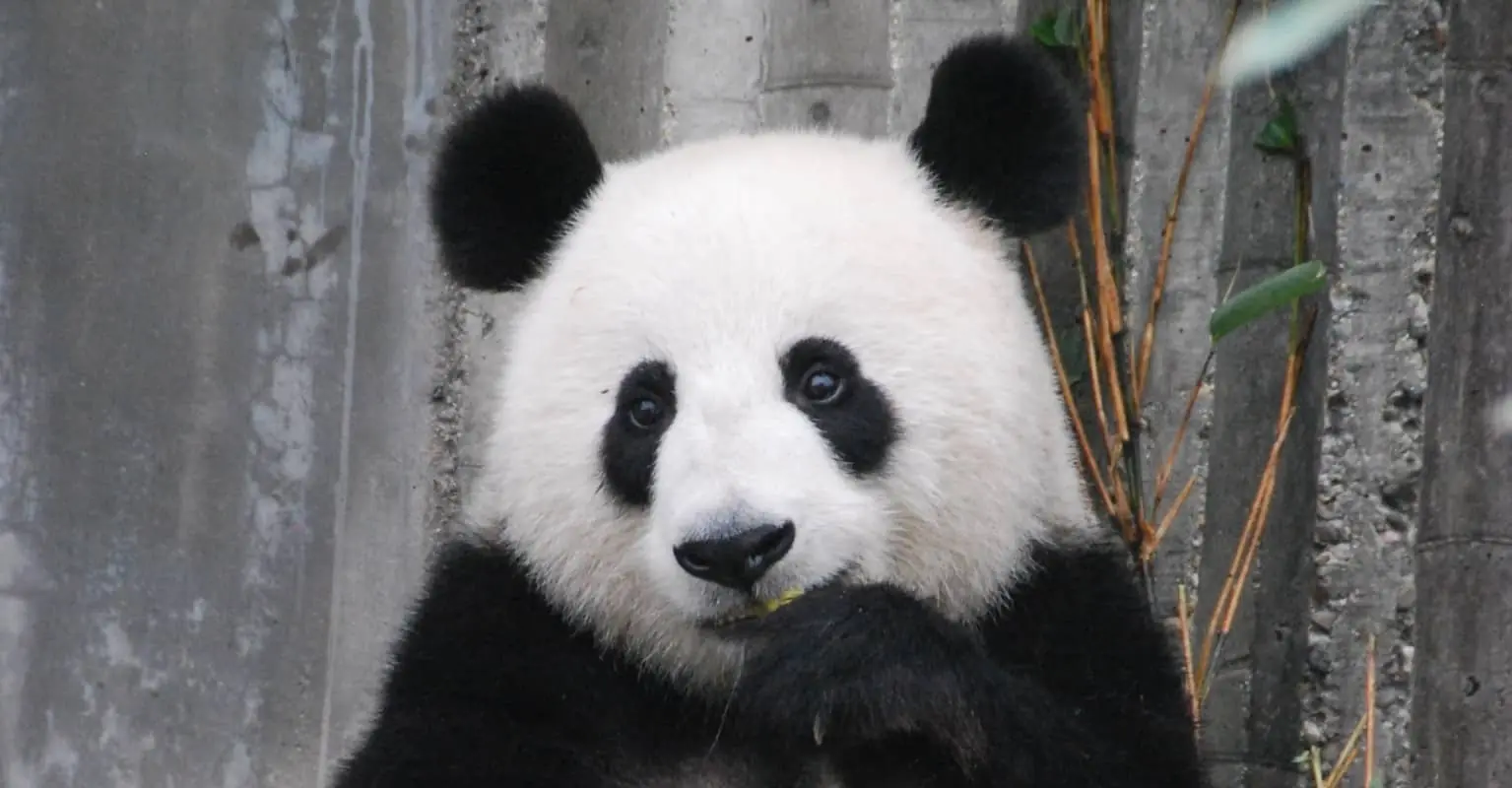 Giant pandas are no longer endangered, China announces