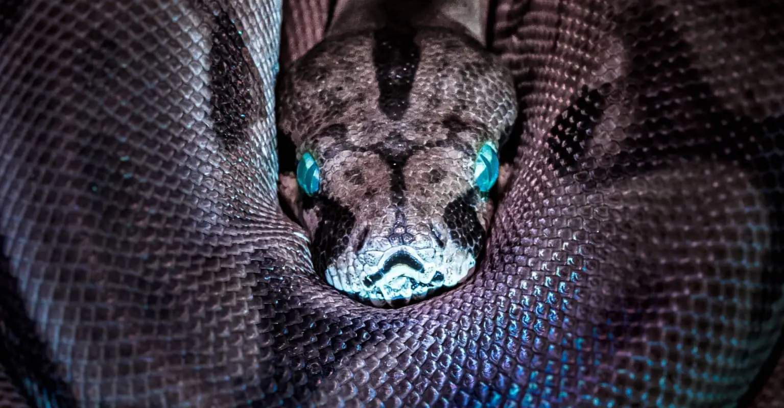 'Stunning' python becomes online sensation for its unique rainbow scales