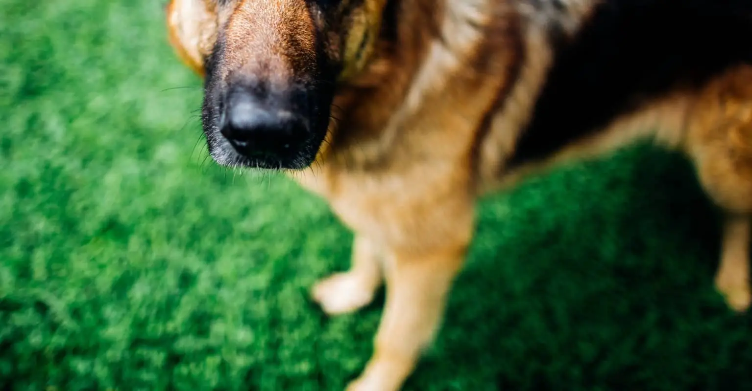 Police dog finds missing 10-year-old girl and helps bring her home safely