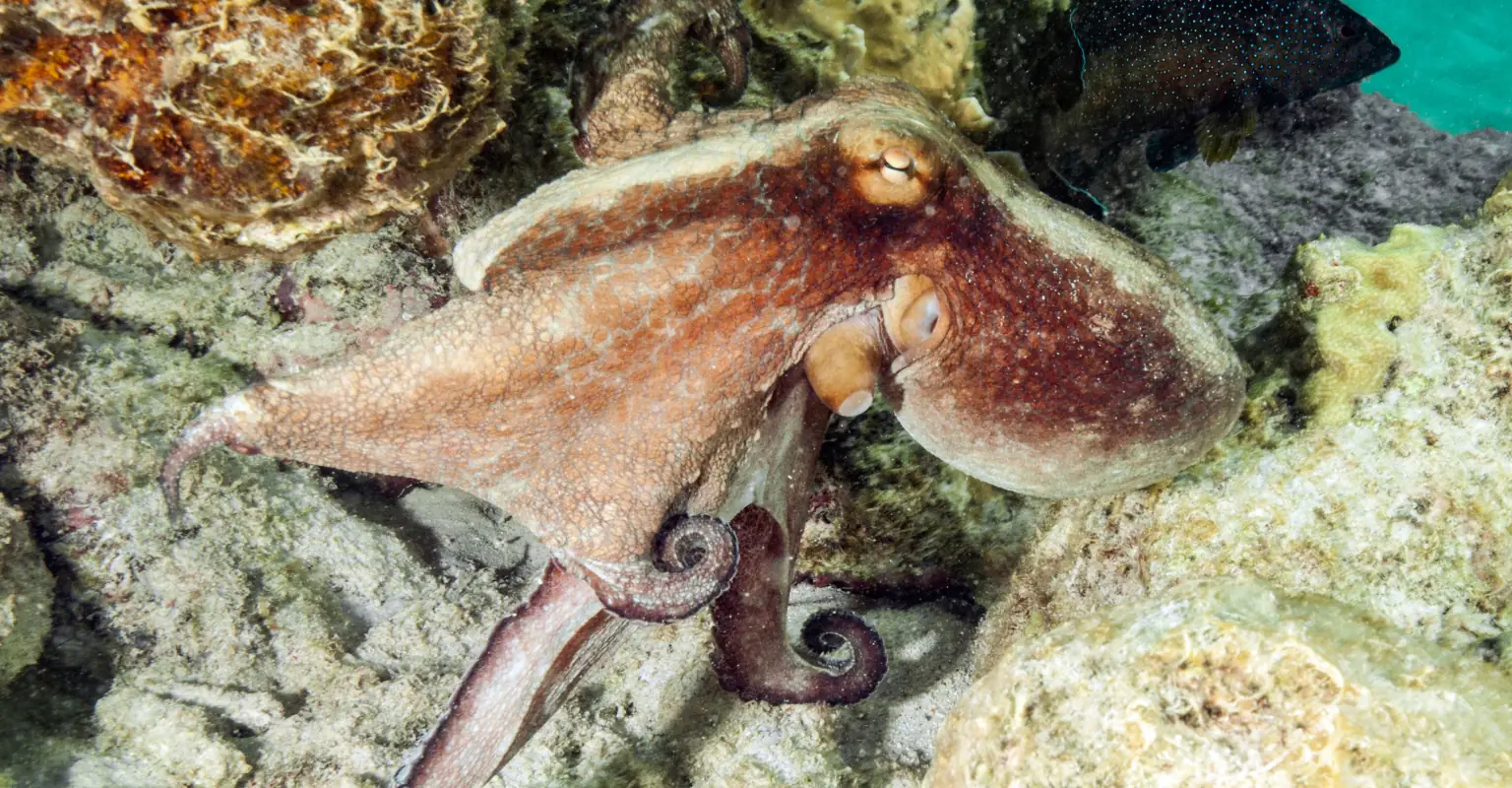 Supermarket sparks animal welfare debate after selling an octopus for 50 cents