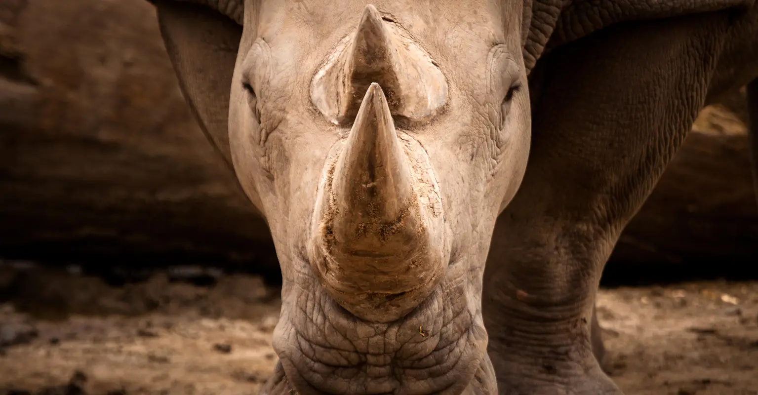Rhinos are having their horns dyed in order to protect them from poaching