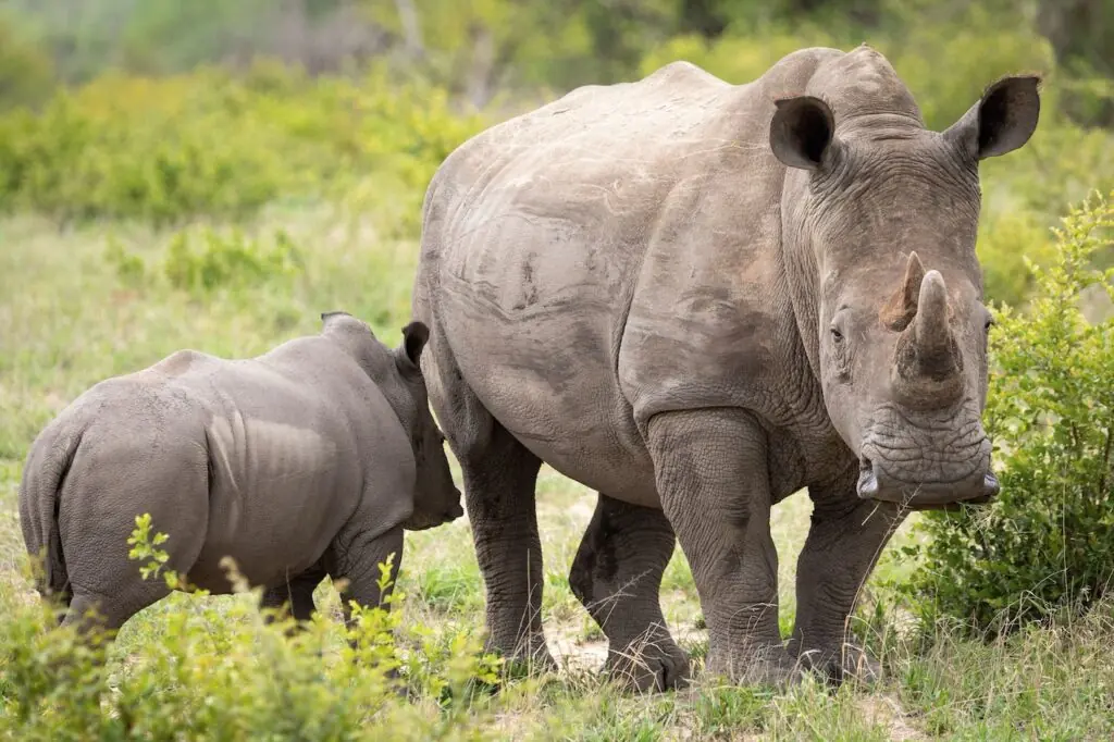 size-large wp-image-1263121407