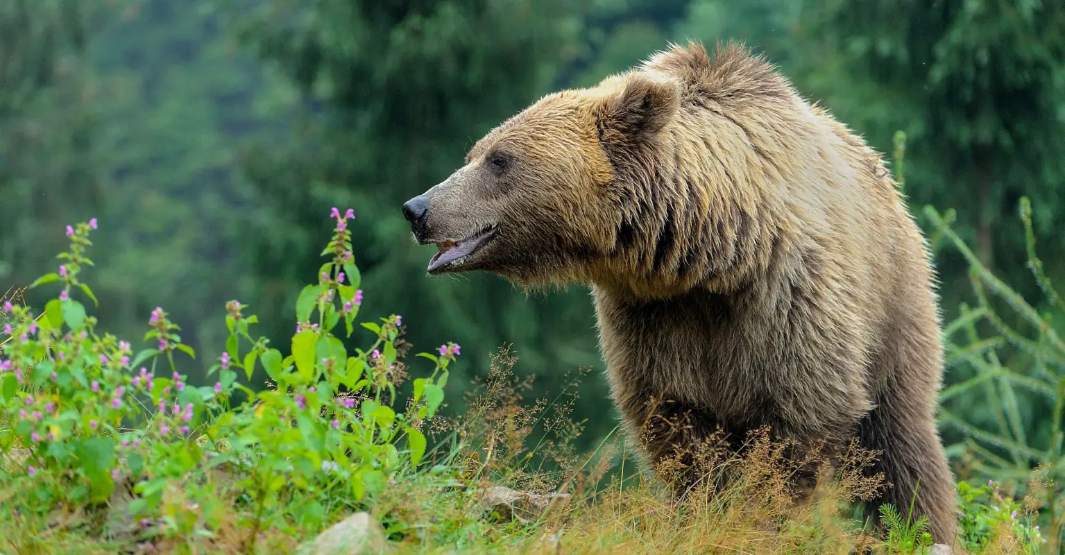 Terrified teenagers scramble to get away as wild bear roams through yard