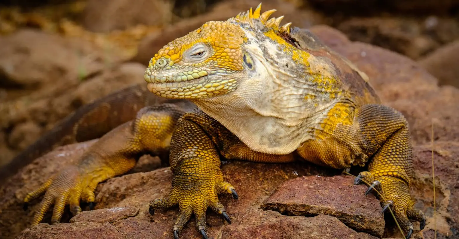 Yoga instructor's hilarious expletive-ridden response after being bitten by an iguana