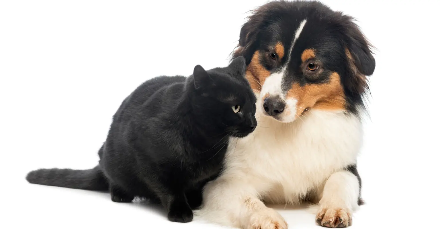 Woman tells husband to ditch his cat for her dog and the internet had some strong responses