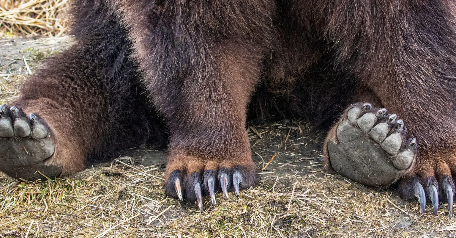 'Game of Thrones' and 'Into The Wild' star Bart the Bear II dies aged 21