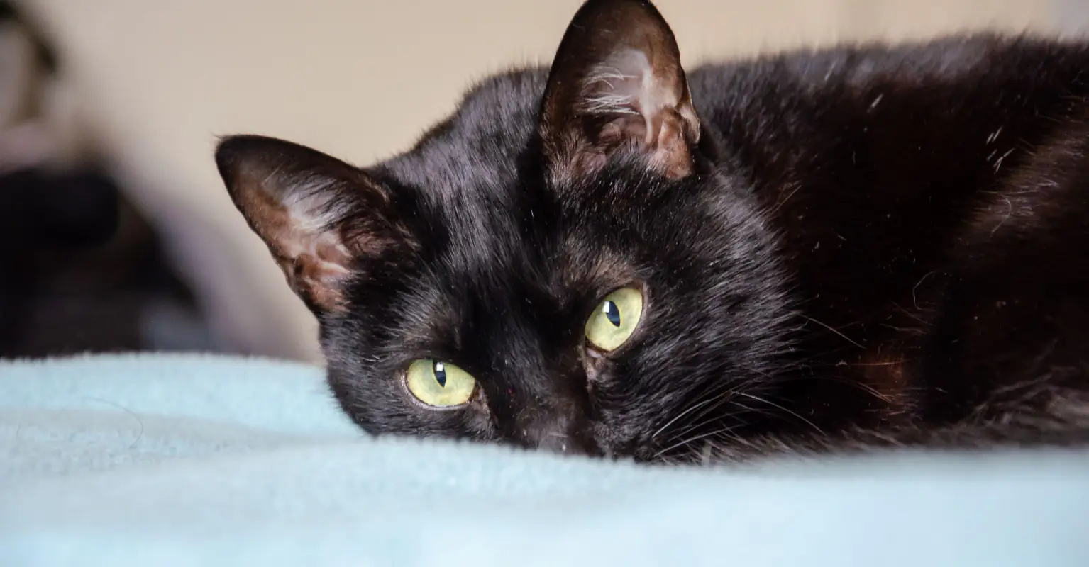 Man says he swapped his girlfriend's old cat with a more well-behaved one, and she hasn't noticed after 6 years