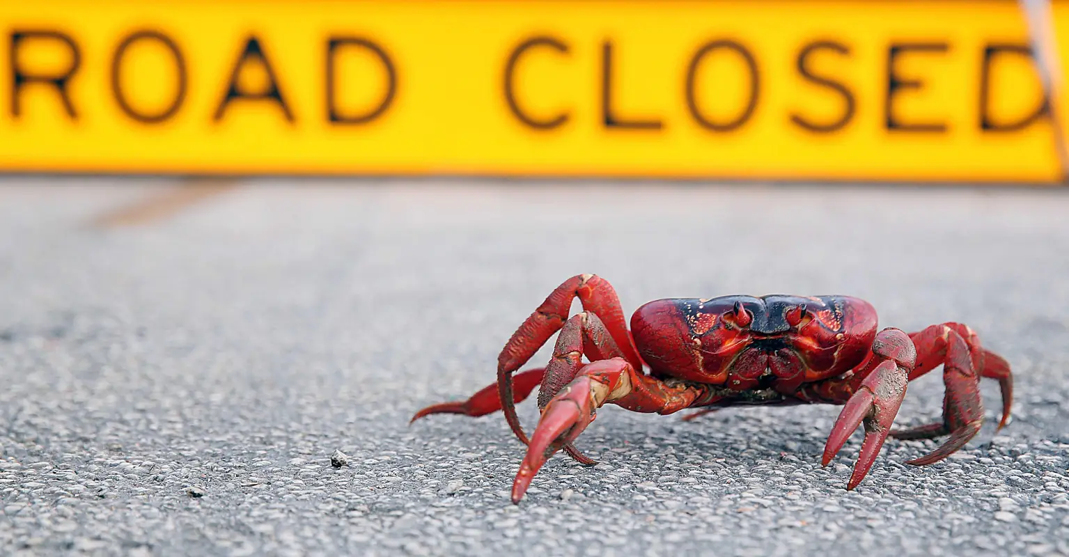 Breathtaking moment 50 million bright red crabs shut down roads as they migrate to the ocean