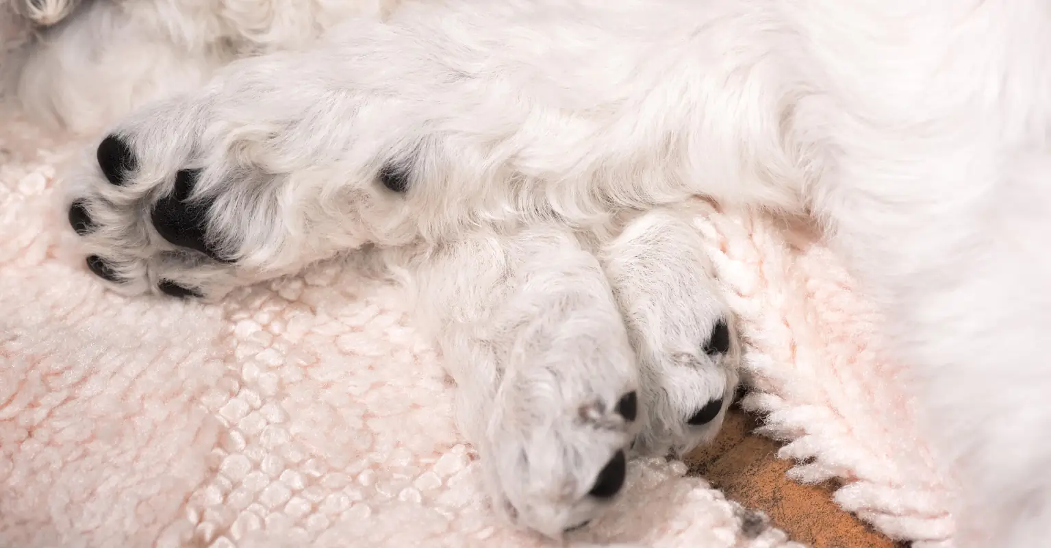 Puppies found abandoned in zipped bag on Christmas adopted by police officers who rescued them