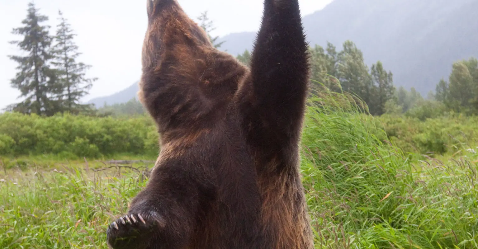 Bear high-fives driver in viral video - but mama bear 'does not approve'
