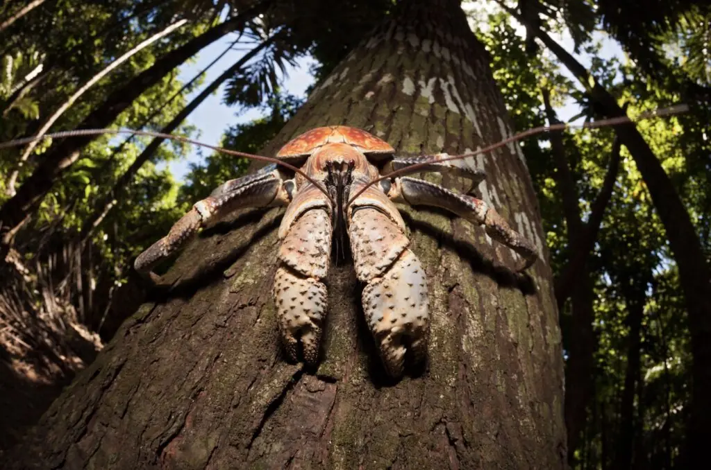 size-large wp-image-1263140608