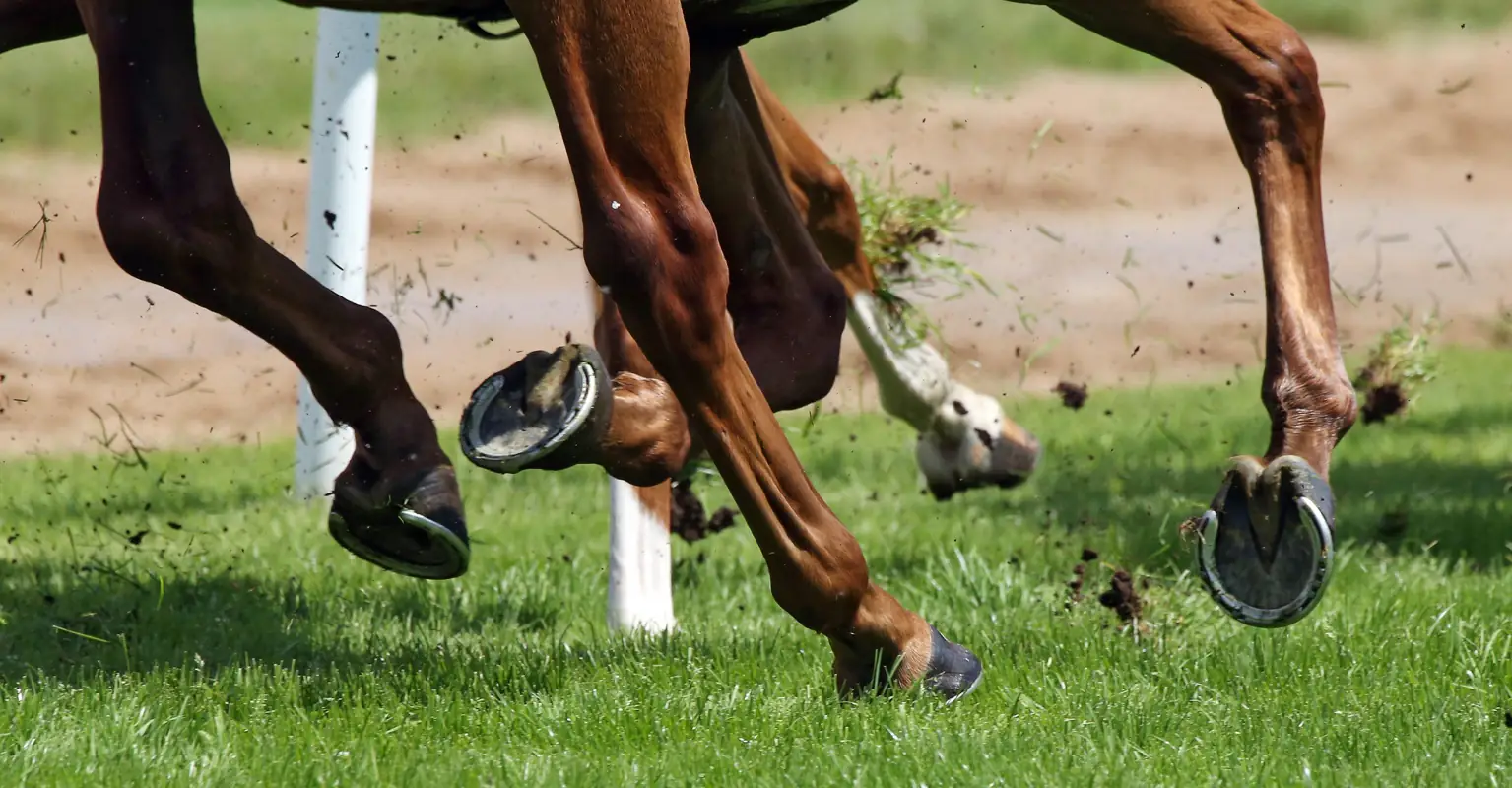 Elementary school teacher who ‘kicked and punched a horse’ is finally charged with animal cruelty