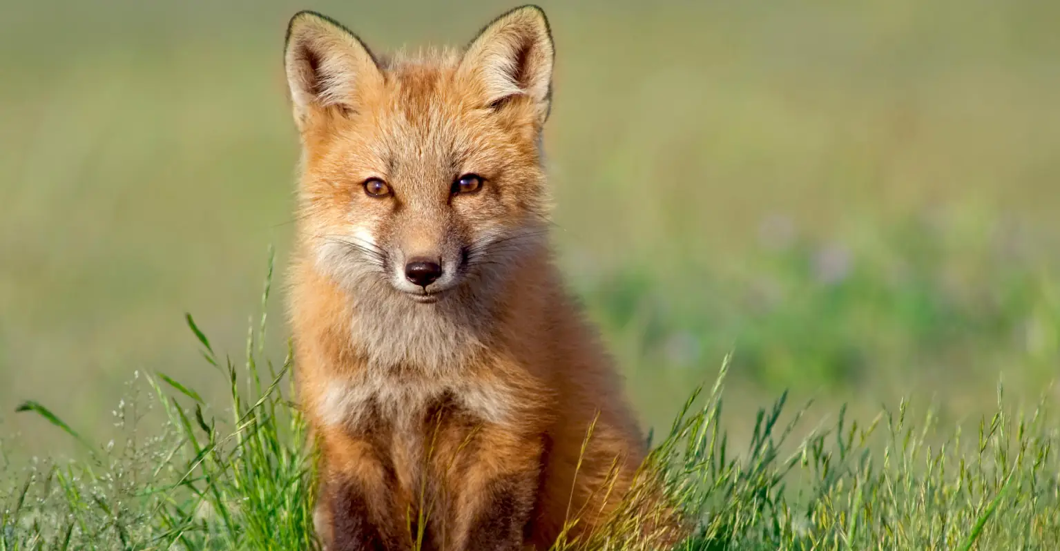 Man serenades wild fox by playing the banjo in his backyard as animal returns for encore