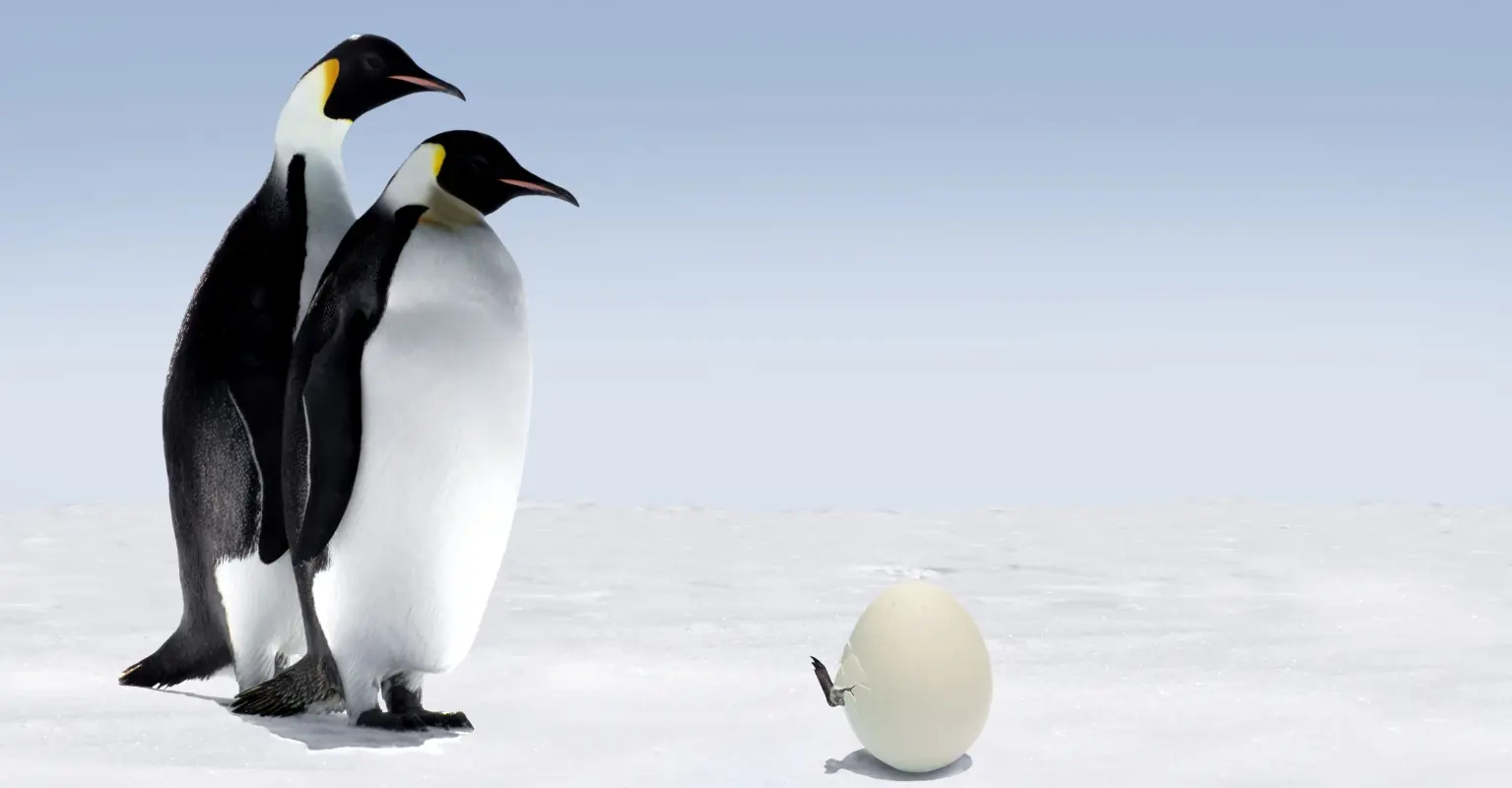 Same-sex penguin couple doing a 'great job' at raising foster hatchling