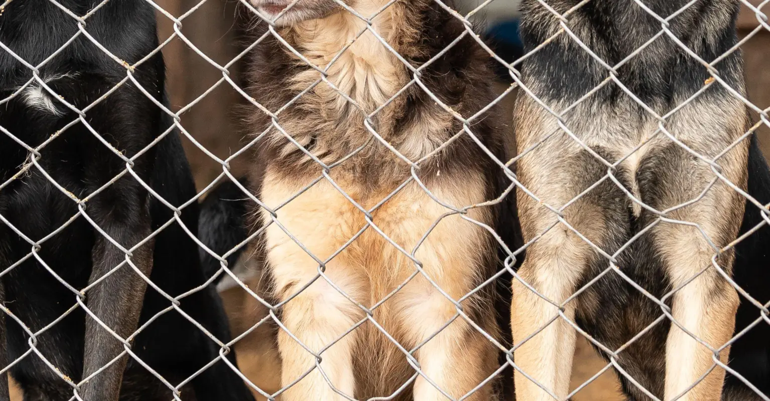Dog abandoned at animal shelter for being 'gay' is adopted by gay couple