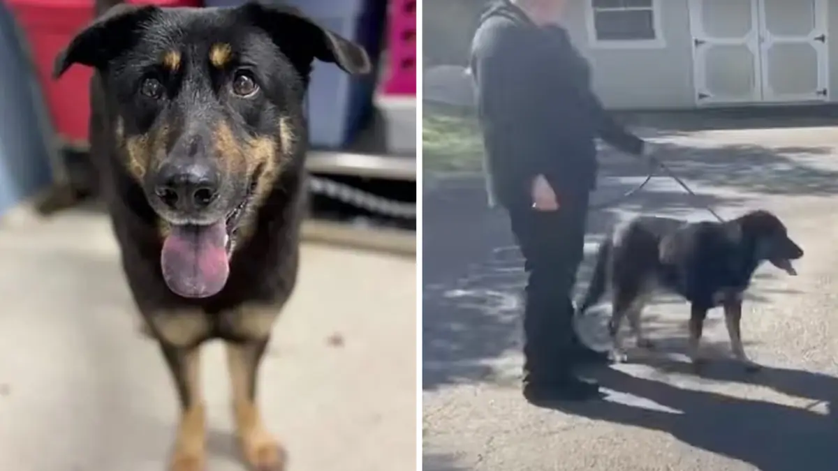 Dog abandoned at animal shelter for being 'gay' is adopted by gay couple