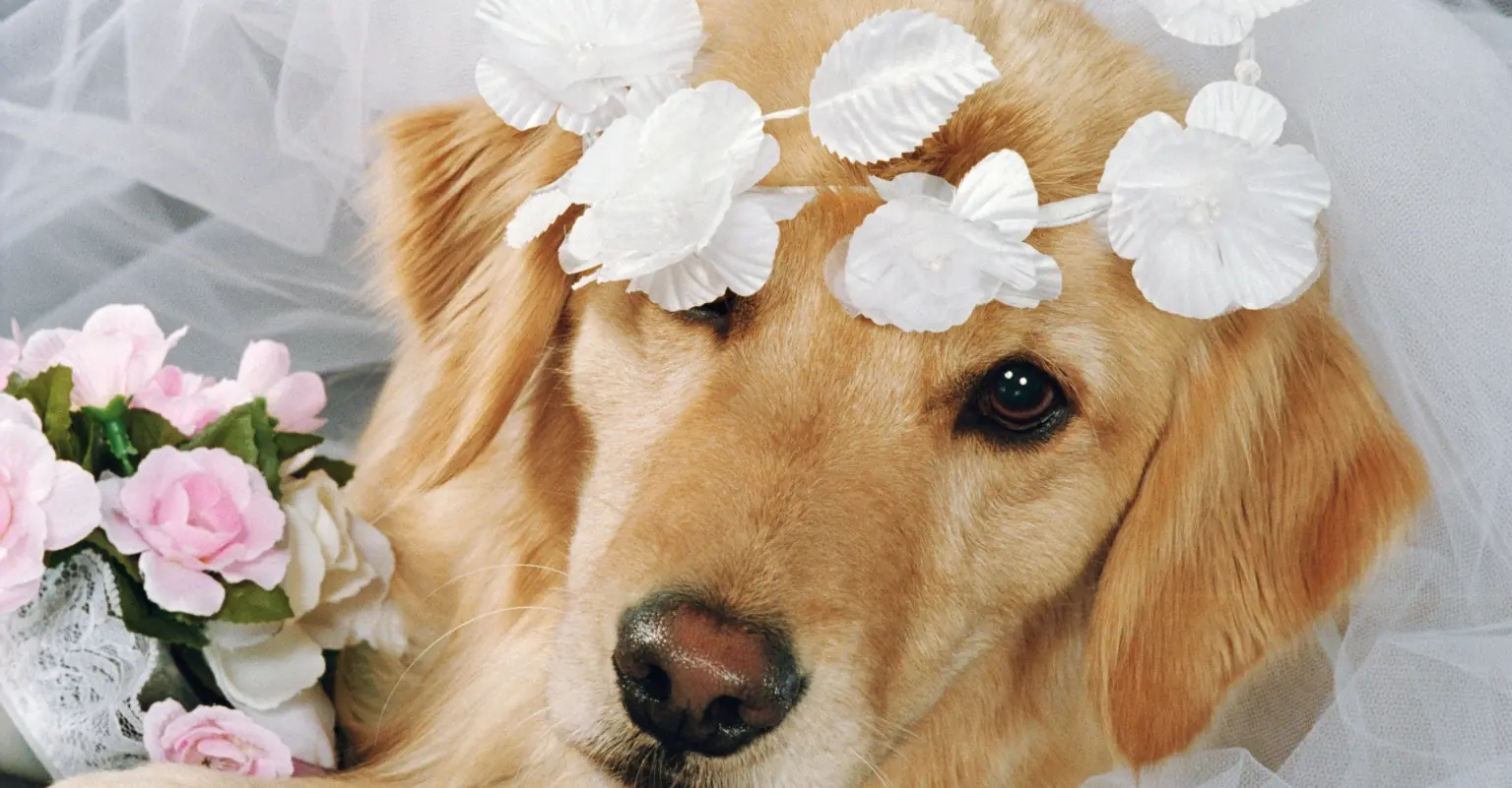 Newlywed couple melt hearts as they share their first dance at wedding with pet dog