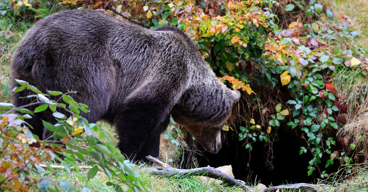 California residents find family of 5 bears hibernating under their home after hearing 'snoring' noises