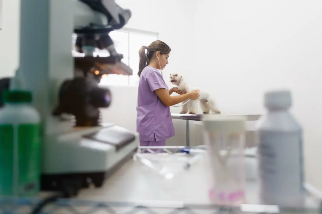 size-large wp-image-1263150432