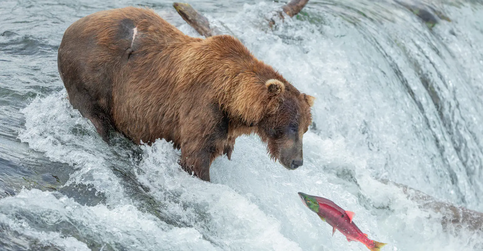 Tourists jailed after 'taking a selfie' with bears