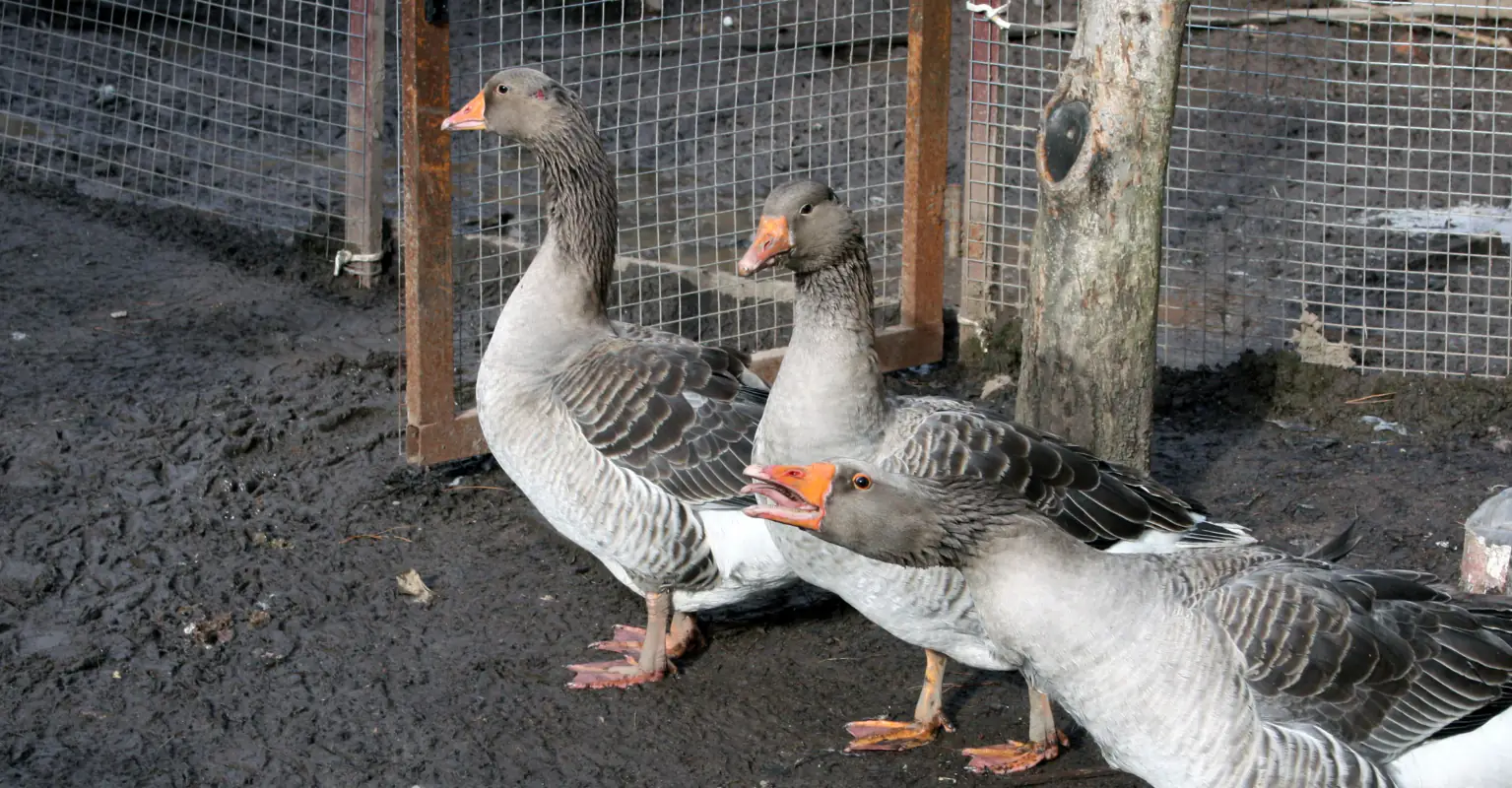 Amazing moment 'hero' mom saves pet goose while breastfeeding her baby